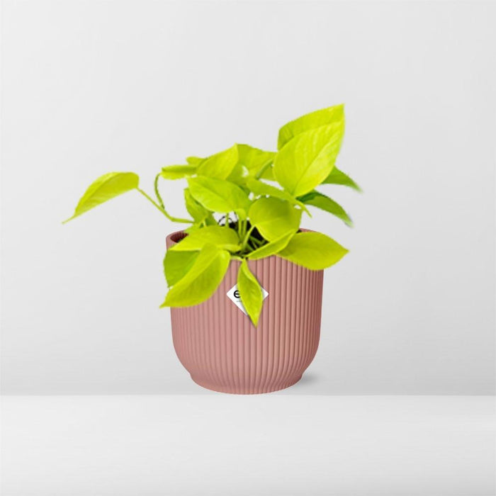 epipremnum-pinnatum-golden-pothos-in-elho-vibes-fold-14cm-roze