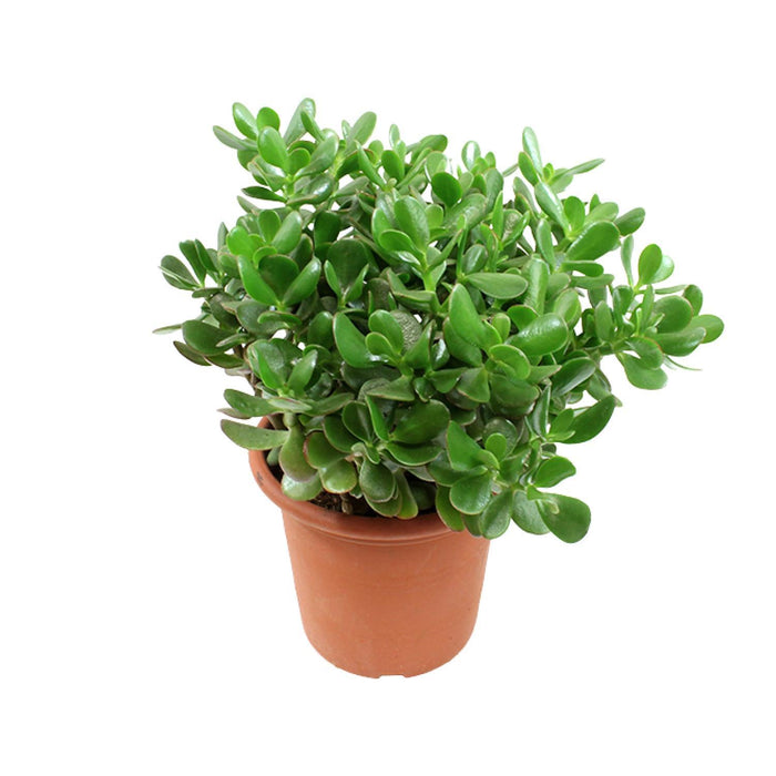 crassula-ovata-o23cm-↕35cm