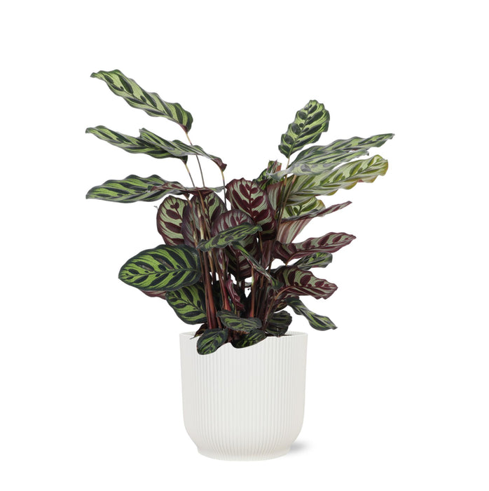 calathea-makoyana-o21cm-↕70cm-in-vibes-wit-pot