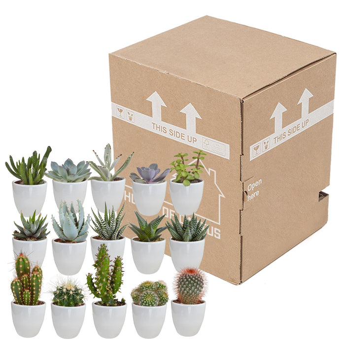 cactus-en-vetplanten-mix-5-5-cm-15-stuks-in-witte-pot