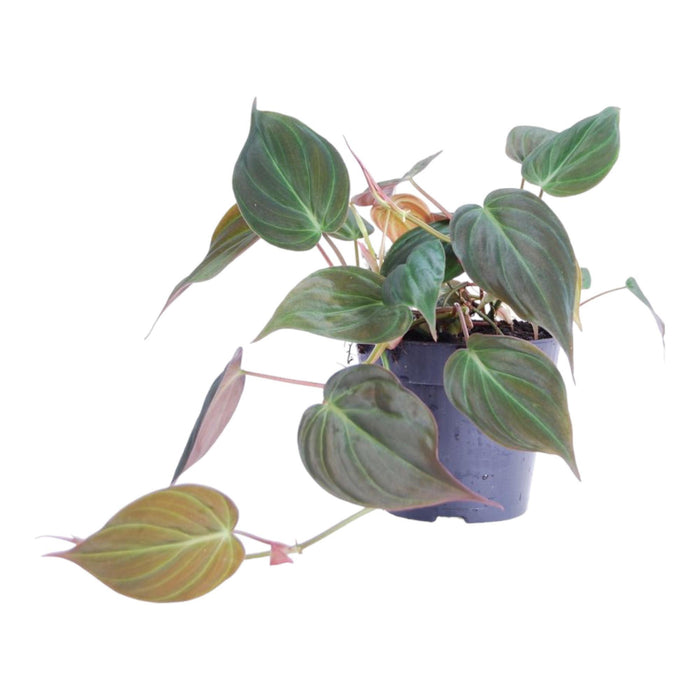 philodendron-scandens-micans-25-cm-o12