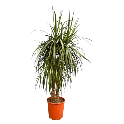 dracaena-anita-variegata-190cm