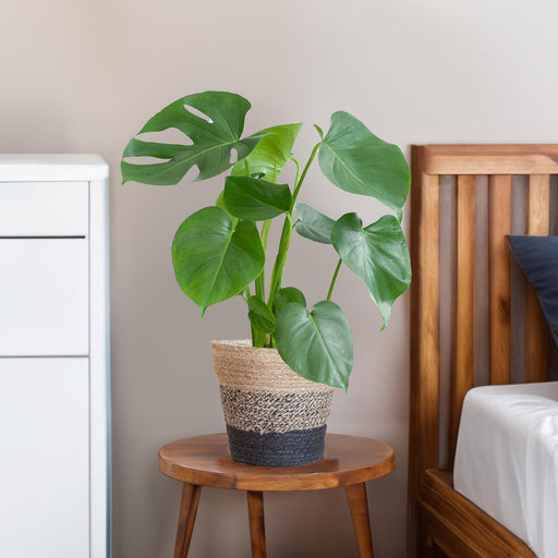 monstera-deliciosa-met-lissabon-mand-zwart