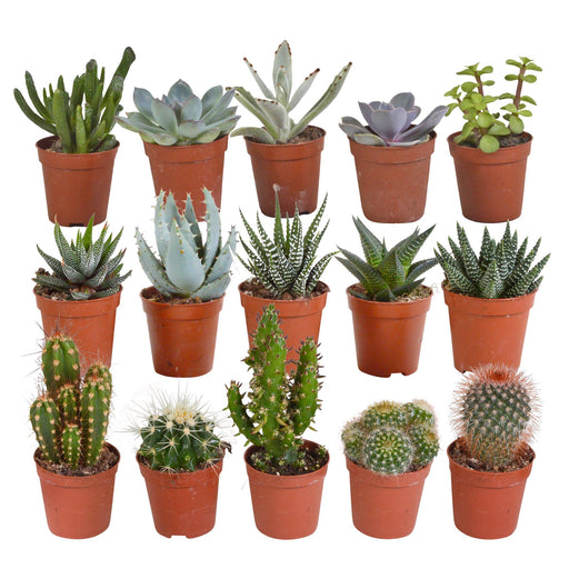 cactus-en-vetplanten-mix-5-5-cm-15-stuks-zonder-pot