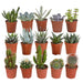 cactus-en-vetplanten-mix-5-5-cm-15-stuks-zonder-pot