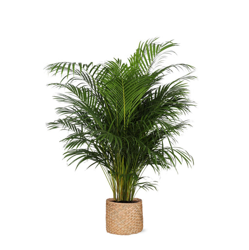 dypsis-lutescens-o27cm-↕160cm-in-albury-natural-mand