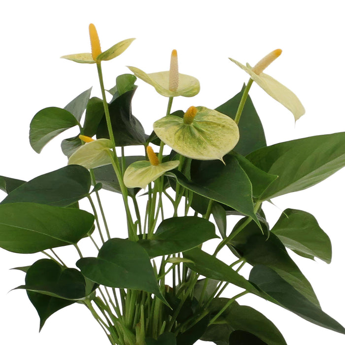 anthurium-andreanum-vanilla-incl-pure-mand-45cm-o12