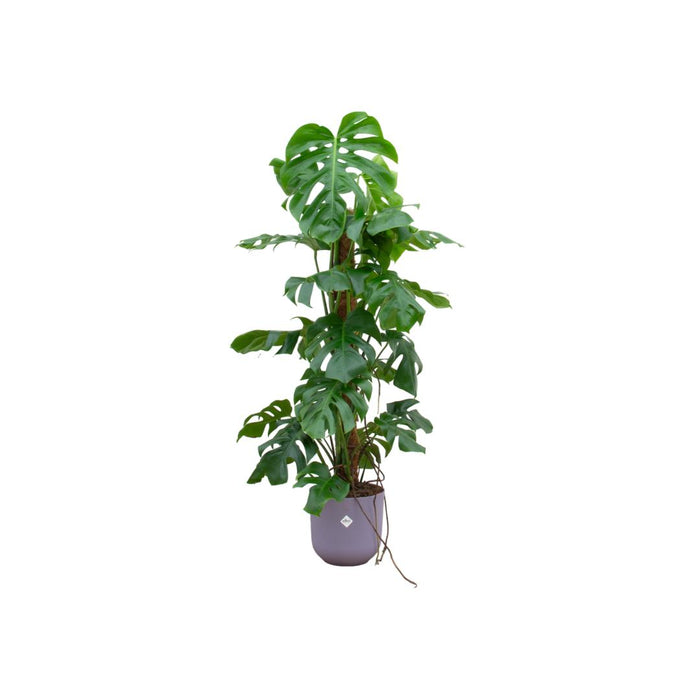 combi-deal-monstera-pertusum-xl-inclusief-elho-jazz-round-lila-o26-120-cm