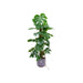 combi-deal-monstera-pertusum-xl-inclusief-elho-jazz-round-lila-o26-120-cm