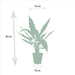 alocasia-zebrina-75cm-o19cm-alocasia-lauterbachiana-75cm-o19cm