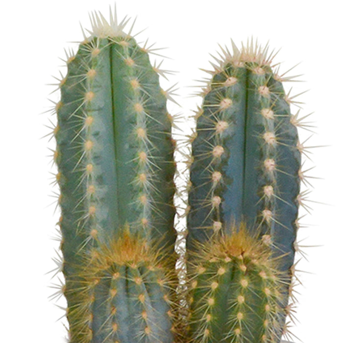 cactus-mix-8-5-cm-3x-in-witte-pot