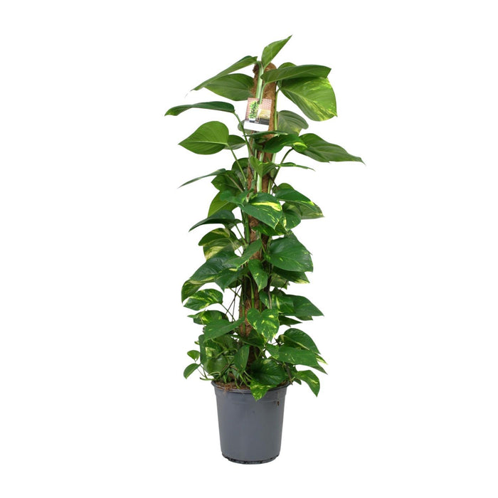 scindapsus-epipremnum-o24cm-↕120cm