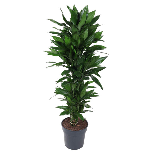 dracaena-janet-lind-vertakt-150-cm-o31