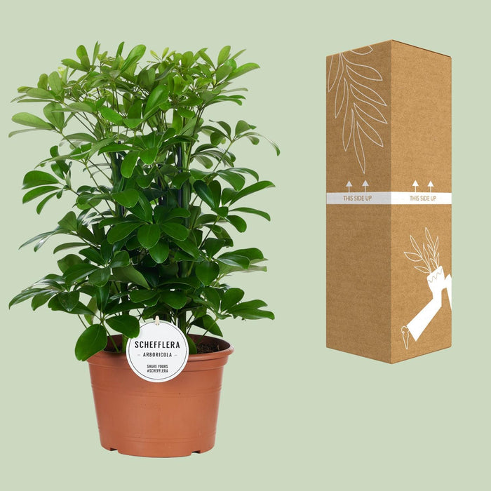 schefflera-nora-o21cm-↕50cm