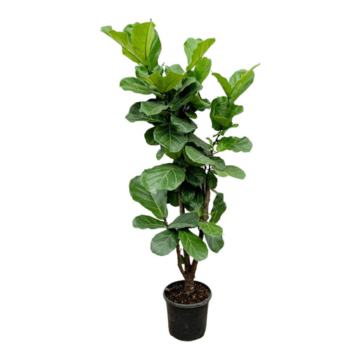 ficus-lyrata-vertakt-180cm-30