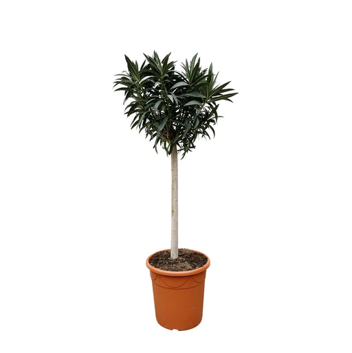 nerium-oleander-op-stam-met-rode-bloem-200cm-o35