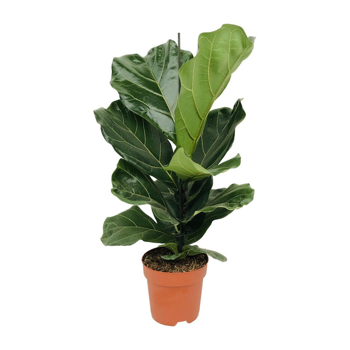 ficus-lyrata-o17-75cm