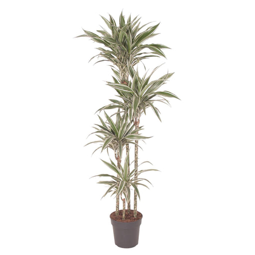 dracaena-white-stripe-170-cm-o27