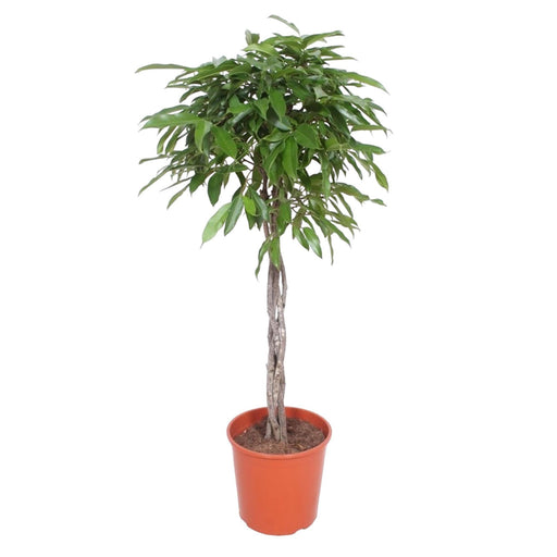 ficus-amstel-king-gevlochten-stam-150-cm-o30