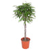 ficus-amstel-king-gevlochten-stam-150-cm-o30