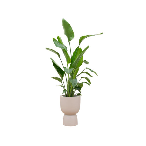 combi-deal-strelitzia-nicolai-inclusief-elho-pure-coupe-beige-o35-200-cm