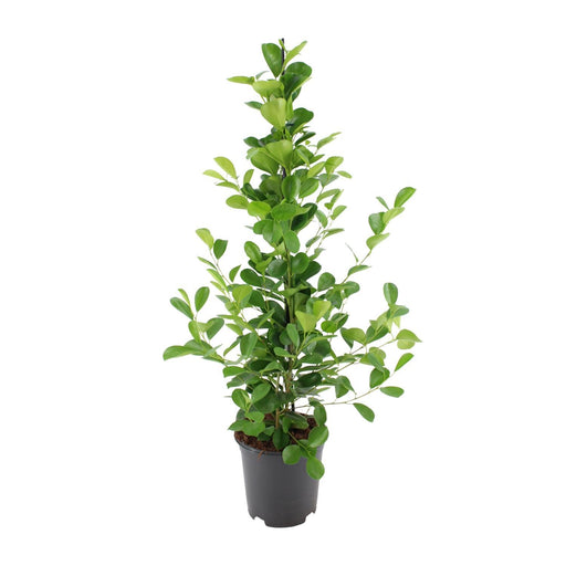 ficus-microcarpa-moclame-o21cm-↕95cm