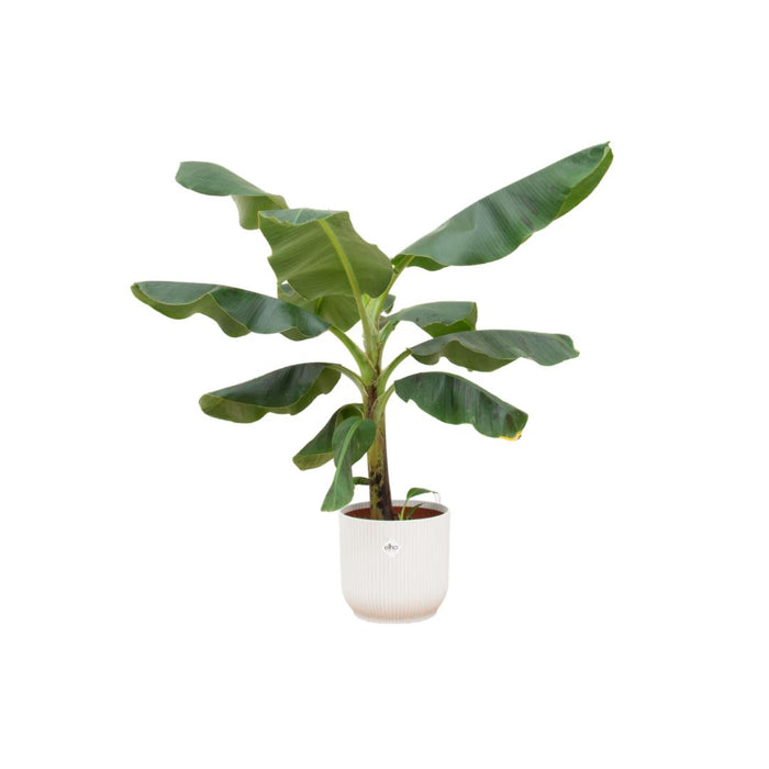 combi-deal-bananenplant-musa-inclusief-elho-vibes-fold-round-wit-o22-100-cm