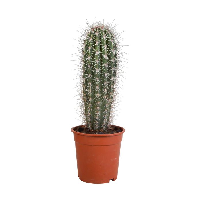 pachycereus-pringlei-17cm-zonder-pot