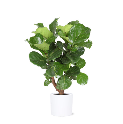 ficus-lyrata-vertakt-o24cm-↕110cm-in-era-wit-pot