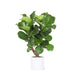 ficus-lyrata-vertakt-o24cm-↕110cm-in-era-wit-pot