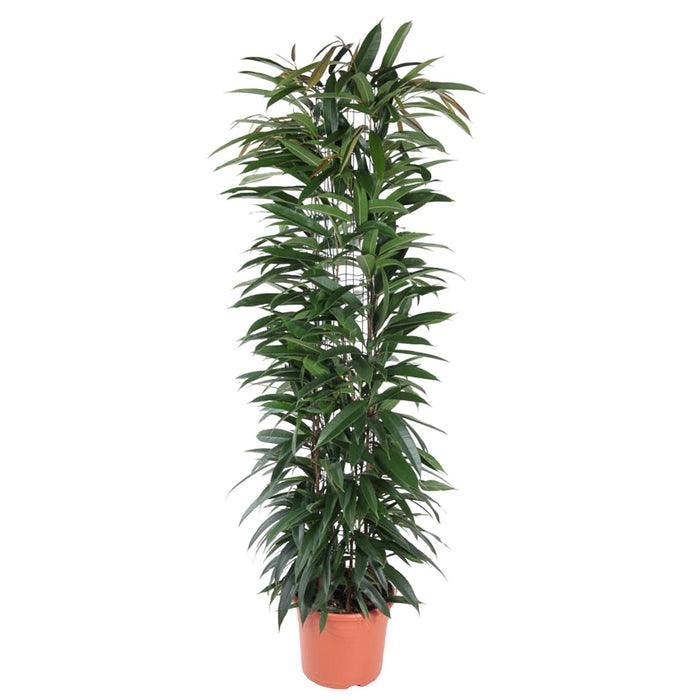 ficus-alii-king-zuil-150-cm-o29