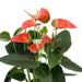 anthurium-andreanum-prince-of-orange-incl-pure-zink-45cm-o12