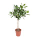 ficus-benghalensis-op-stam-140-cm-o30