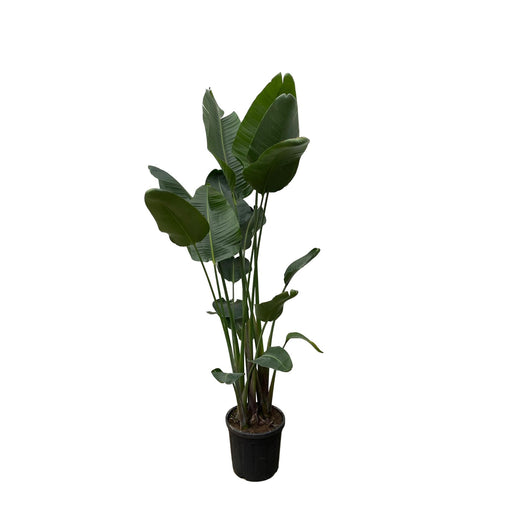 strelitzia-nicolai-xxl-250-cm-o50