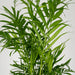 2x-chamaedorea-elegans-mexicaanse-bergpalm-40cm-o12