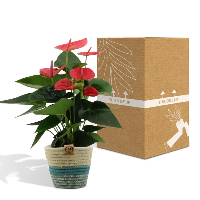 anthurium-andreanum-sweet-dream-incl-pure-mand-45cm-o12