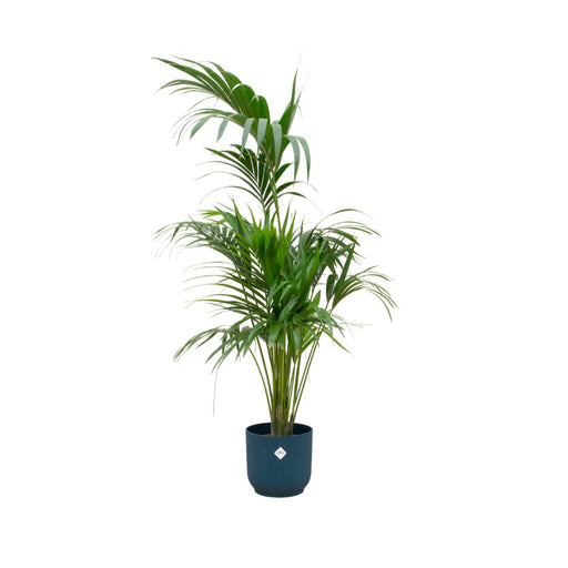 combi-deal-kentia-palm-inclusief-elho-vibes-fold-round-blauw-o30-180-cm