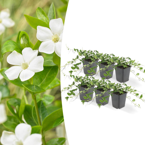 6x-vinca-minor-alba-↕10-25cm-o9cm