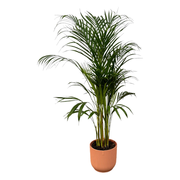 areca-palm-110cm-o21cm-inclusief-elho-vibes-fold-round-roze-d22xh20