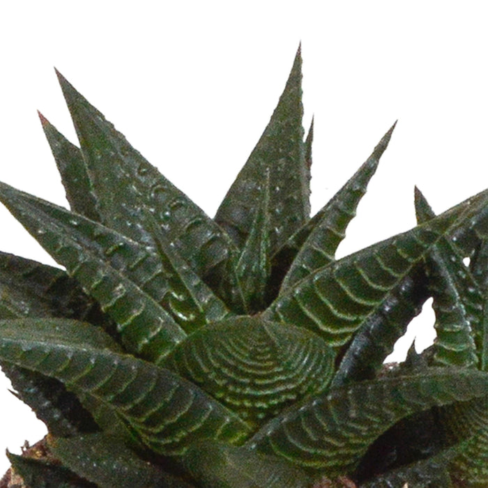 gasteria-haworthia-mix-8-5cm-3x-in-witte-pot