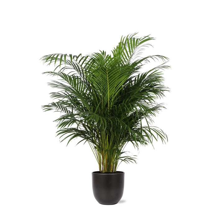 dypsis-lutescens-areca-palm-o27cm-↕160cm-in-boule-antraciet-pot