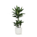 dracaena-janet-lind-o21cm-↕90cm-in-vibes-wit-pot