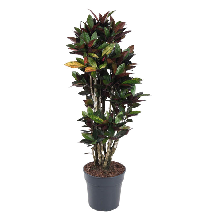 codiaeum-mrc-iceton-vertakt-140-cm-o31