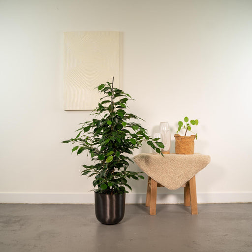 ficus-benjamina-danielle-95cm-o21cm-pot-mayk-lead