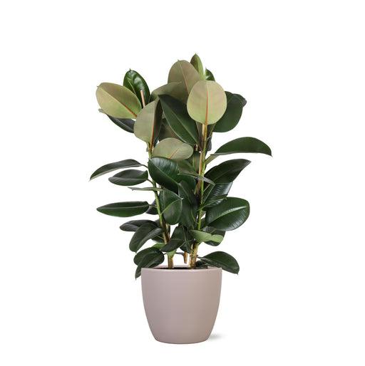 ficus-elastica-robusta-o27cm-↕115cm-in-boule-taupe-pot