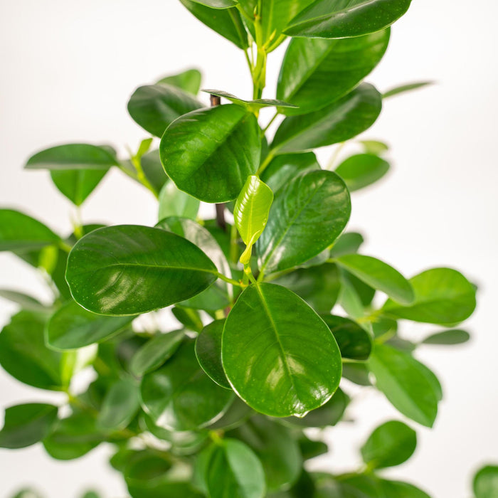 ficus-microcarpa-moclame-95cm-o21cm-pot-mayk-gold