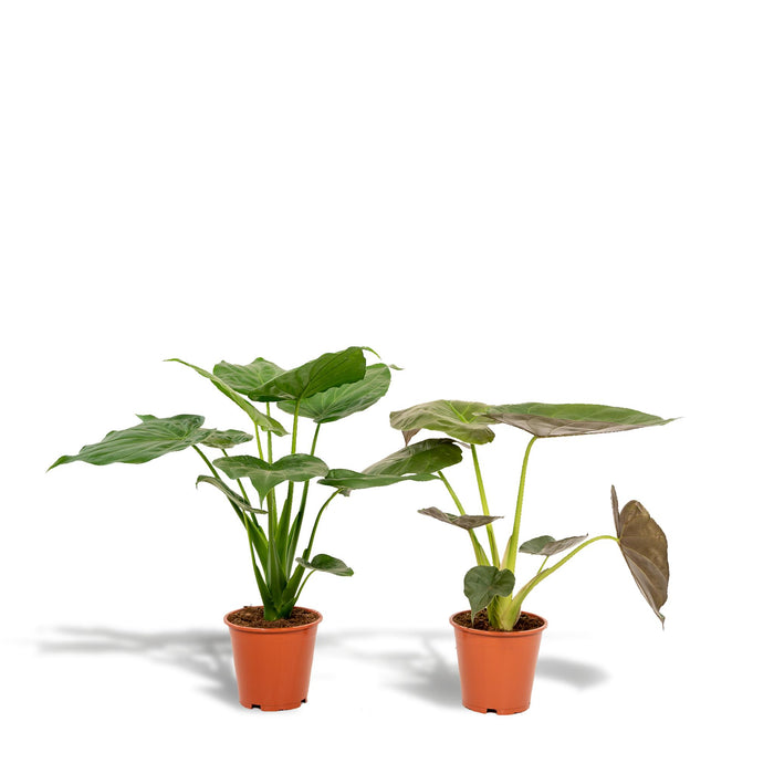 alocasia-cucullata-60cm-o19cm-alocasia-wentii-60cm-o19cm