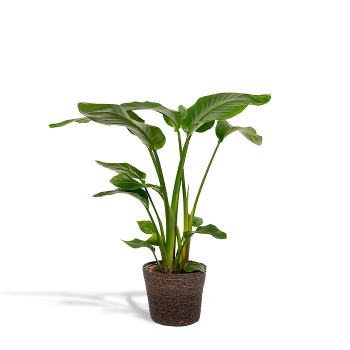 strelitzia-nicolai-90cm-o19cm-mand-igmar