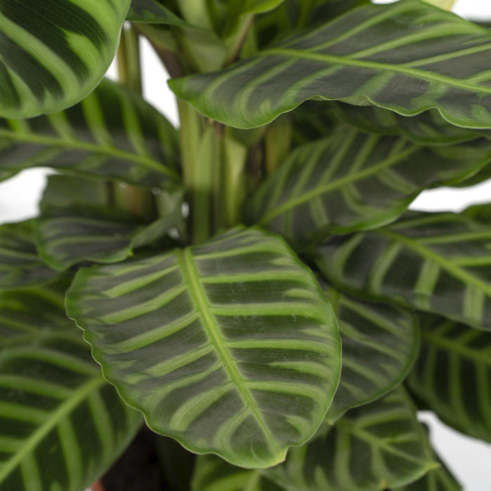 calathea-zebrina-pauwenplant-80cm-o19