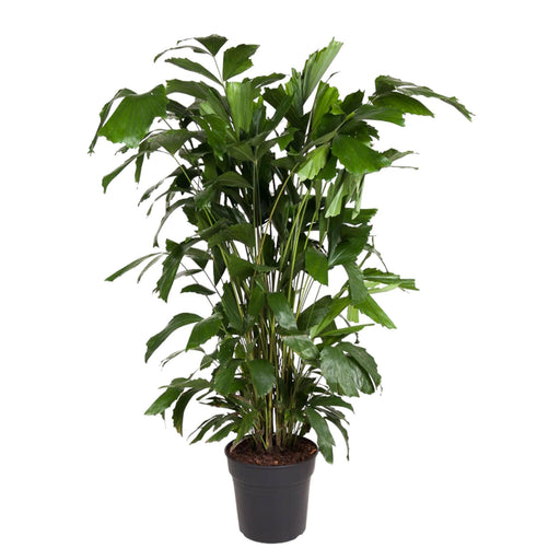 caryota-mitis-140-cm-o27-1